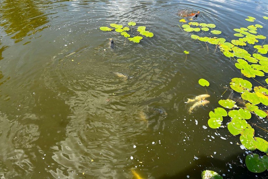 Teich Grundst�ck Rhede