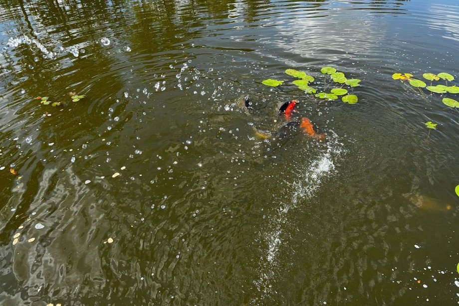 Teich Grundst�ck Rhede