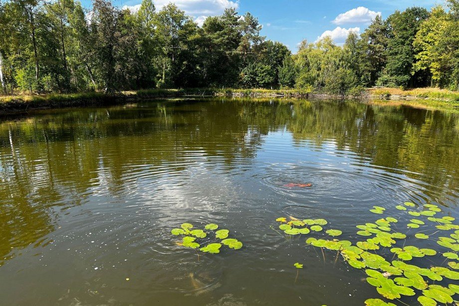 Teich Grundst�ck Rhede