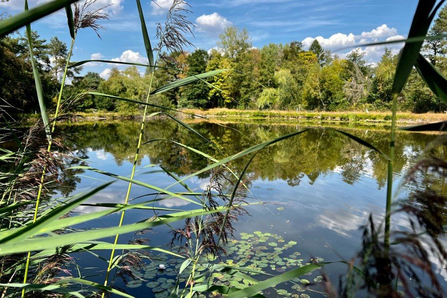 Teich Grundst�ck Rhede
